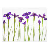 Paarse IRIS - Iris Flower Gepersonaliseerd Sjabloo Foto Afdruk (Voorkant)