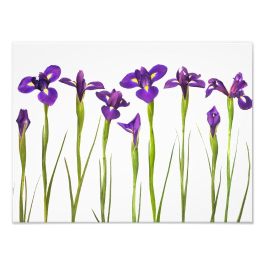 Paarse IRIS - Iris Flower Gepersonaliseerd Sjabloo Foto Afdruk (Voorkant)
