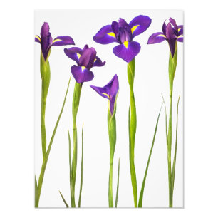 Paarse IRIS - Iris Flower Gepersonaliseerd Sjabloo Foto Afdruk
