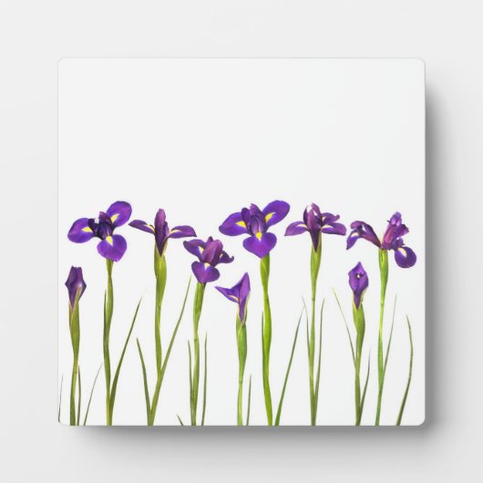 Paarse IRIS - Iris Flower Gepersonaliseerd Sjabloo Fotoplaat (Voorkant)