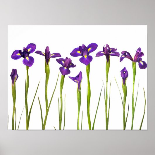 Paarse IRIS - Iris Flower Gepersonaliseerd Sjabloo Poster (Voorkant)