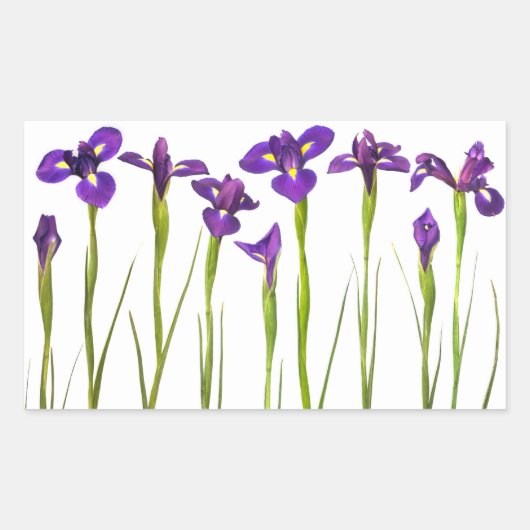 Paarse IRIS - Iris Flower Gepersonaliseerd Sjabloo Rechthoekige Sticker (Voorkant)