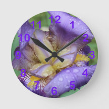 Paarse Iris (Iris Germanica)