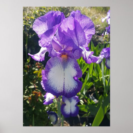 Paarse Iris Irise Cottage Garden art Plant Poster (Voorkant)