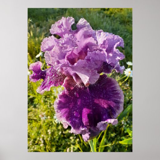 Paarse Iris Irissen Bloementuin Poster (Voorkant)