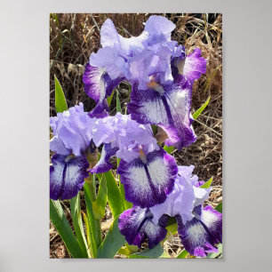 Paarse Iris Irissen Sering Bloem Tuin Poster