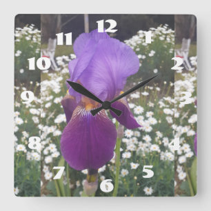 Paarse Iris Irissen Witte Madeliefje Tuin Bloem Vierkante Klok