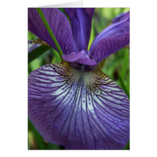 Paarse Iris-kaart