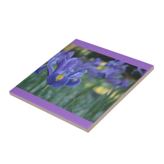 Paarse Iris-keramische Tegel Tegeltje (Zijkant)