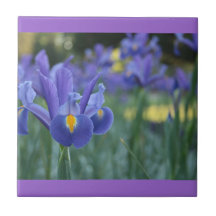 Paarse Iris Keramische Tegels