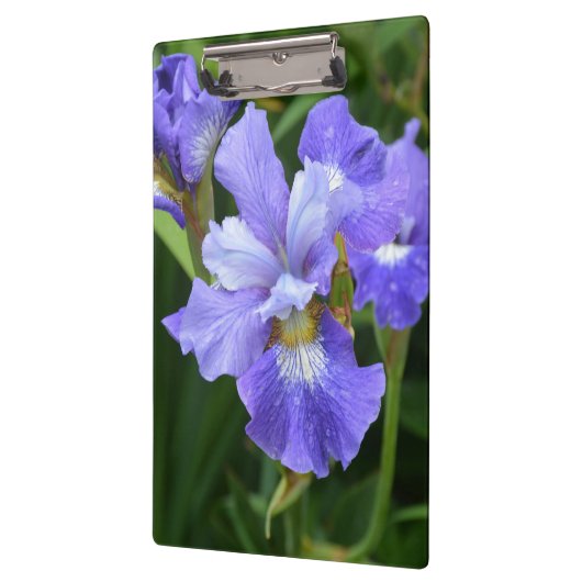 Paarse iris klembord (Links)