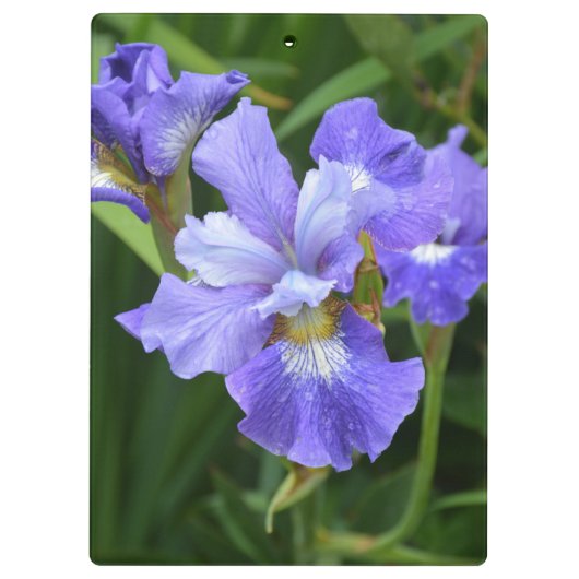 Paarse iris klembord (Achterkant)