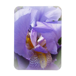 paarse iris magneet
