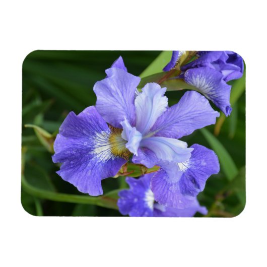 Paarse iris magneet (Horizontaal)