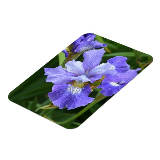 Paarse iris magneet (Linkerzijde)