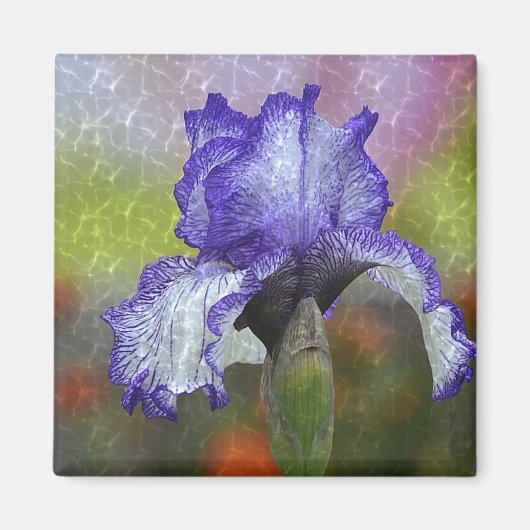 Paarse Iris Magneet (Voorkant)