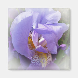 paarse iris magneet