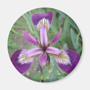Paarse Iris Magneet