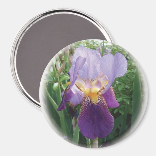 Paarse Iris Magneet (Voorkant / Achterkant)