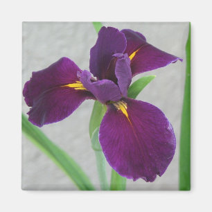 Paarse Iris Magneet