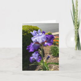 Paarse Iris met Baard Persoonlijke Wenskaart Kaart