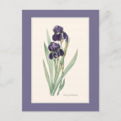Paarse iris met baardstructuur Botanische route Briefkaart (Voorkant)