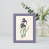 Paarse iris met baardstructuur Botanische route Briefkaart (Staand voorkant)