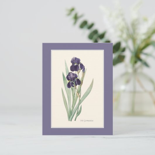 Paarse iris met baardstructuur Botanische route Briefkaart (Staand voorkant)