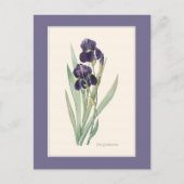 Paarse iris met baardstructuur Botanische route Briefkaart (Voorkant)