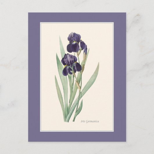 Paarse iris met baardstructuur Botanische route Briefkaart (Voorkant)