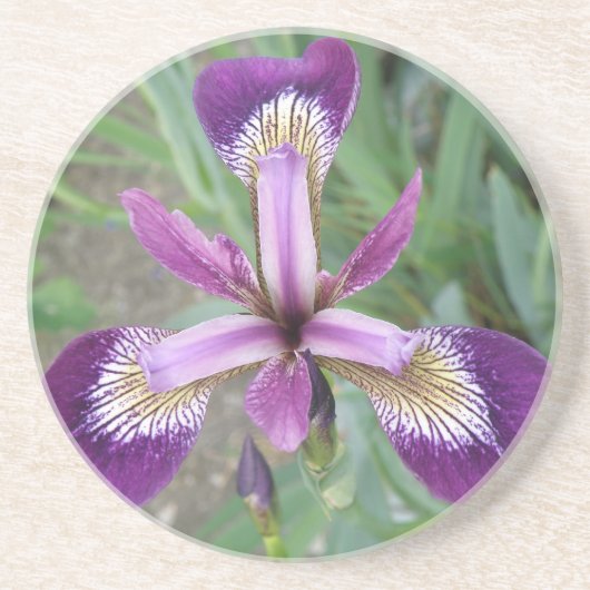 Paarse Iris-Onderzetters Zandsteen Onderzetter (Voorkant)