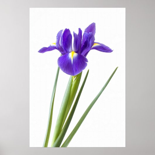 Paarse iris op wit poster (Voorkant)
