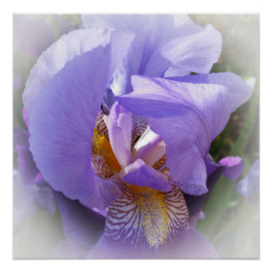 paarse iris perfect poster