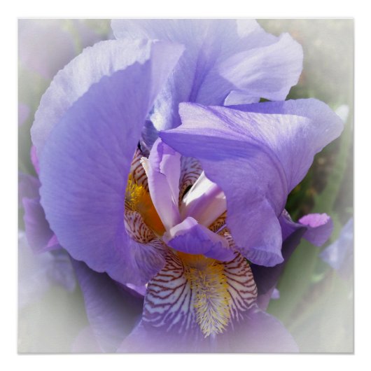paarse iris perfect poster (Voorkant)