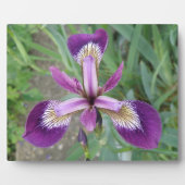 Paarse iris Plaque Fotoplaat (Voorkant)
