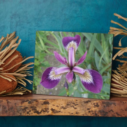 Paarse iris Plaque Fotoplaat (Zijkant)