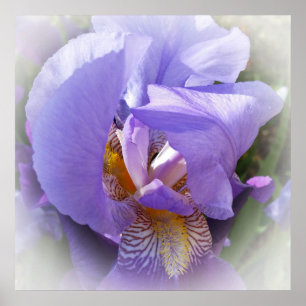 paarse iris poster