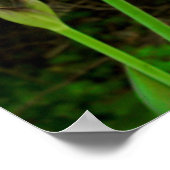 Paarse Iris Poster (Hoek)