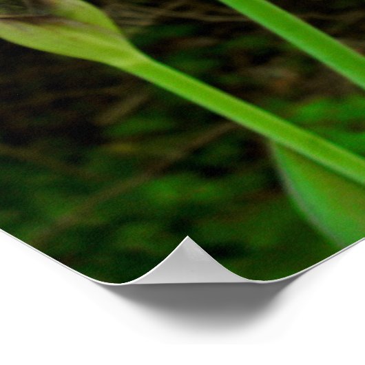 Paarse Iris Poster (Hoek)