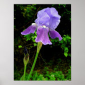 Paarse Iris Poster (Voorkant)