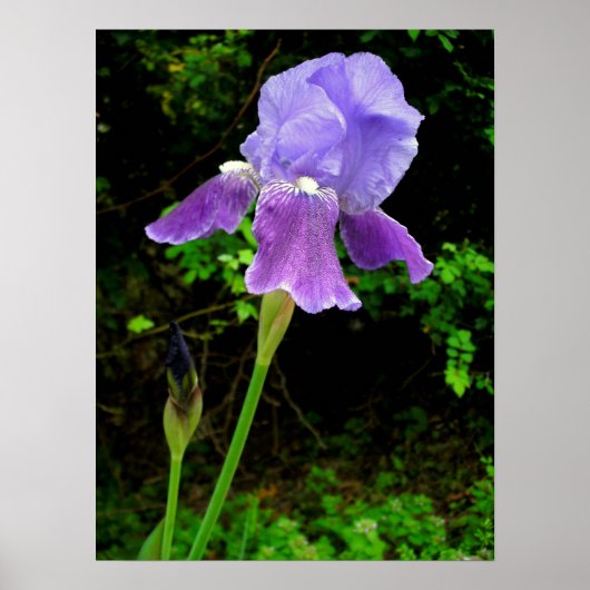 Paarse Iris Poster (Voorkant)