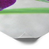 Paarse Iris Poster (Hoek)