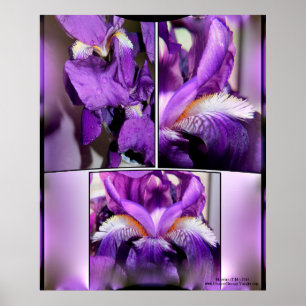Paarse Iris Poster