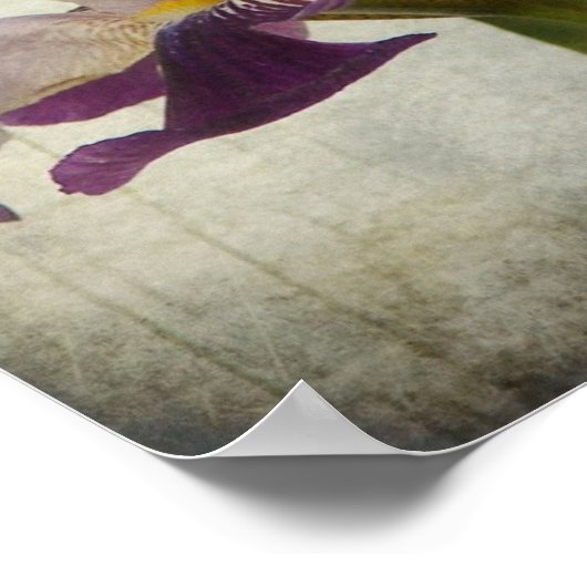 Paarse Iris Poster (Hoek)