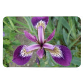 Paarse Iris Premium Magnet Magneet (Horizontaal)