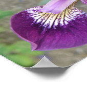 Paarse Iris Print (Hoek)