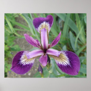 Paarse Iris Print