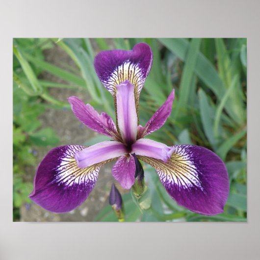 Paarse Iris Print (Voorkant)
