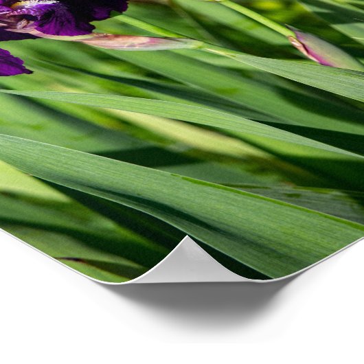 Paarse Iris Print (Hoek)