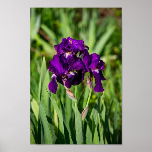 Paarse Iris Print (Voorkant)